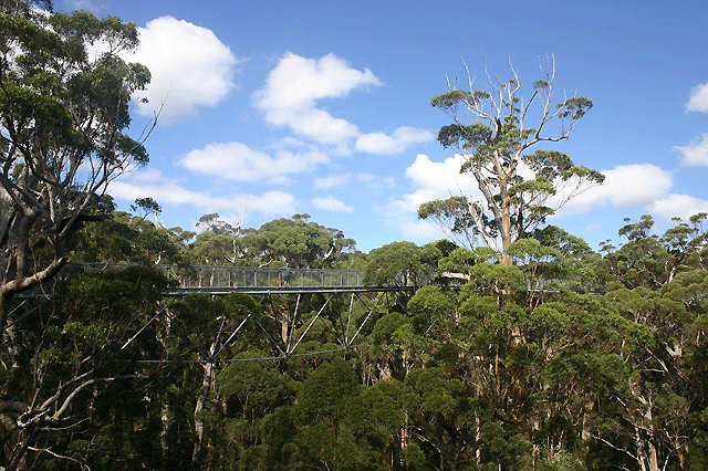 Western Australia’s Southern Forests