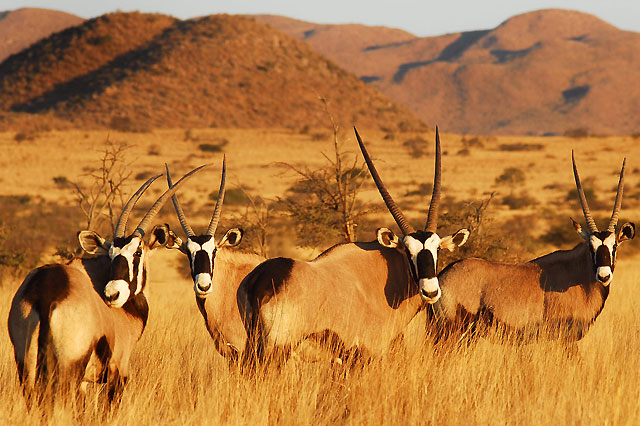 Transfixed at Tswalu Kalahari Reserve