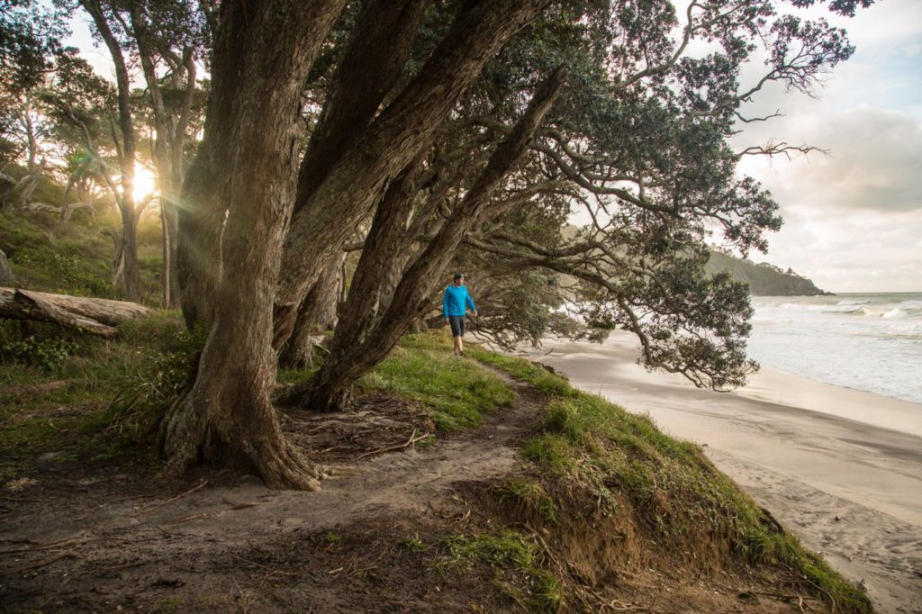 Orokawa Scenic Reserve track, with drooping pohutukawa trees. Credit Bay of Plenty NZ