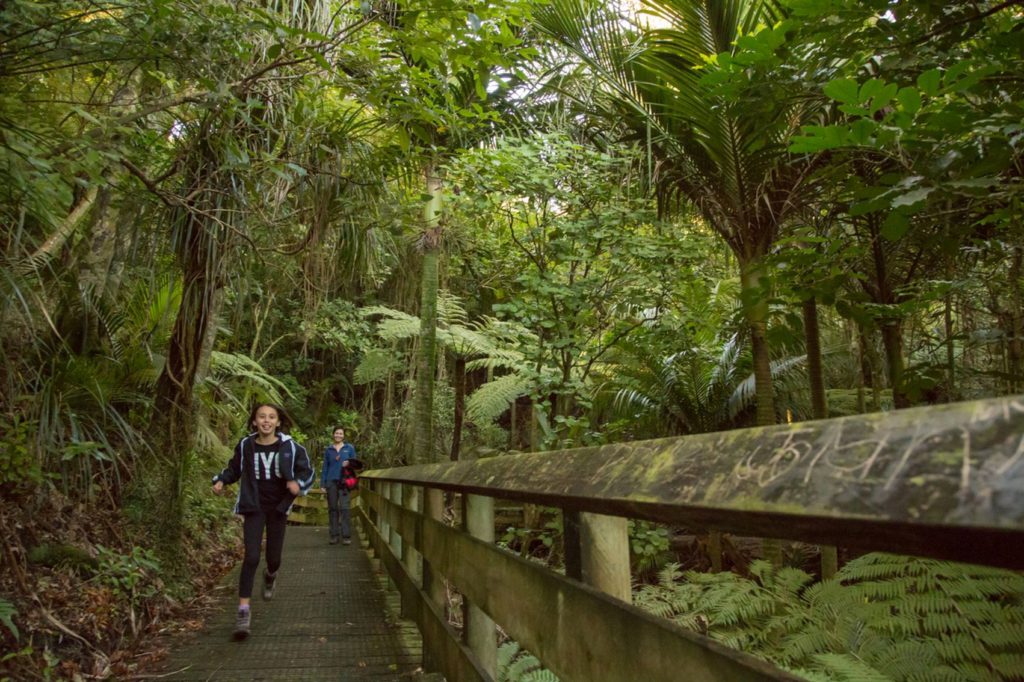 Tuahu Kauri track in Kaimai Mamaku Conservation Park. Credit DOC