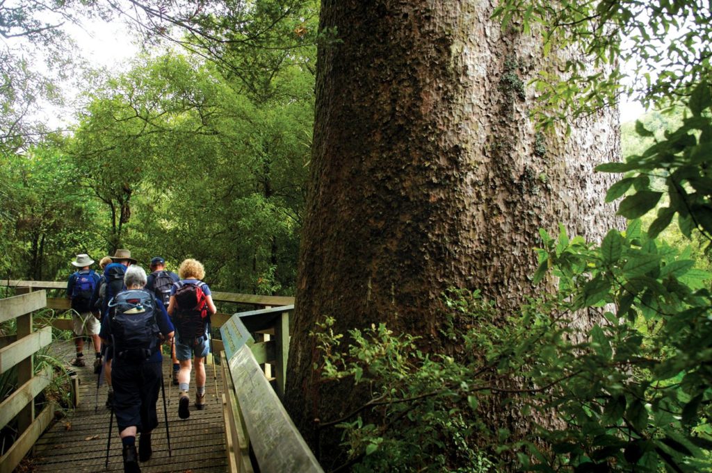 Our southernmost Kauri, 600 years old, on the Tuahu Kauri walking track. Credit DOC