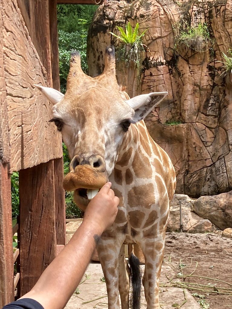 Giraffe feeding at The Lost World in Ipoh.