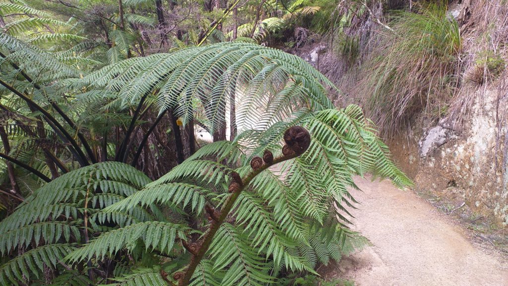 Punga ferns at the Abel Tasman Coastal Track