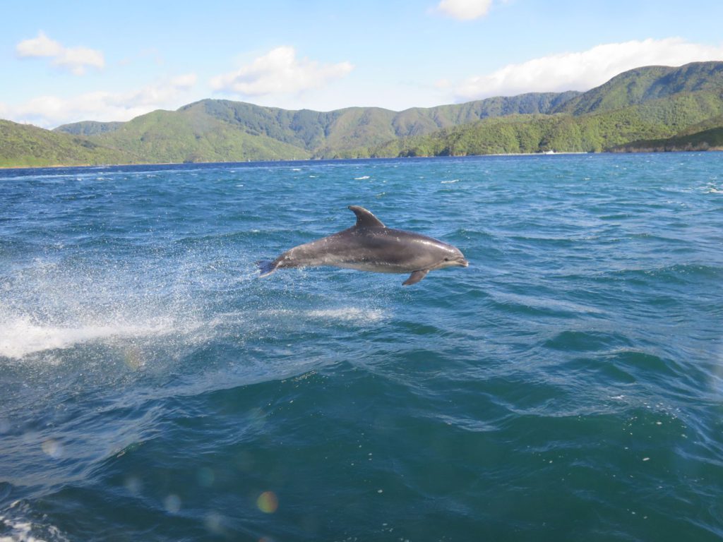 Bottlenose dolphin at Queen Charlotte Sound