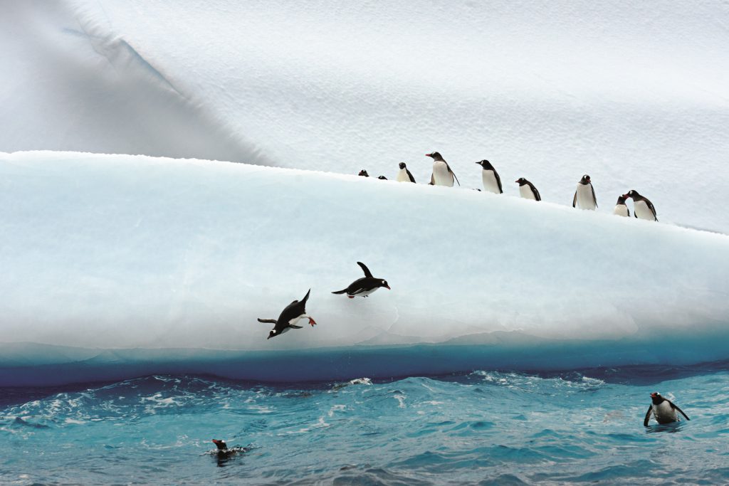 Adelie Penguins on ice