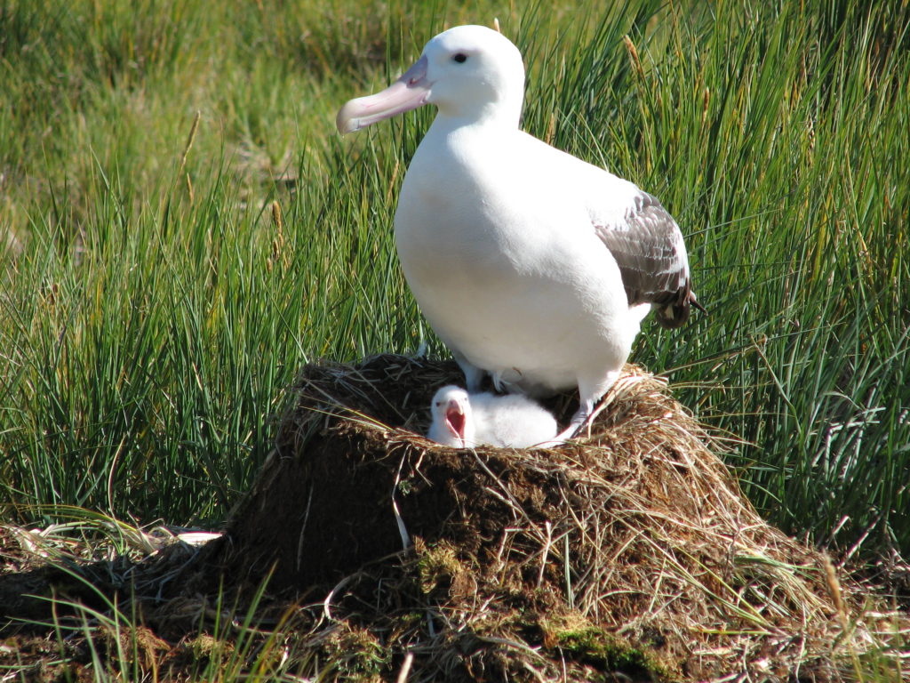 Nesting Albatross on Prion Island.