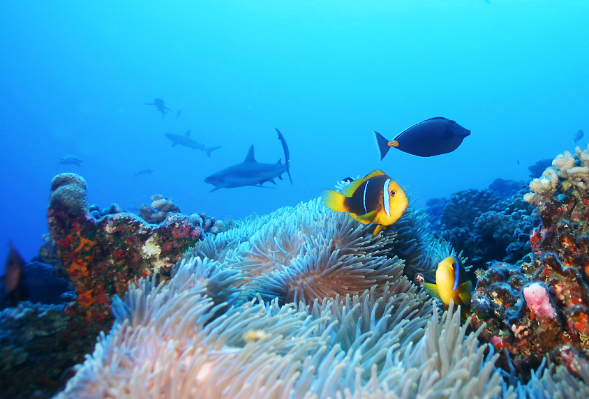 Abundant reef life in Tahiti