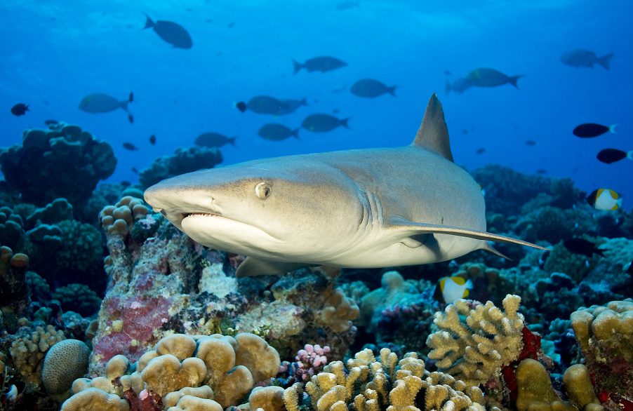 Reef shark in Tahiti