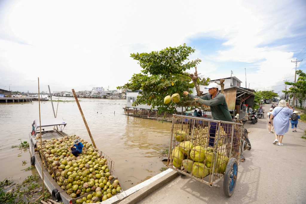 Loading coconuts on a boat in Cam Bae, Vietnam.